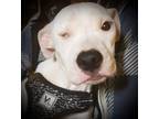 Adopt Bae B Bonkah a American Staffordshire Terrier / Mixed dog in El Dorado