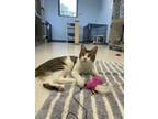 Adopt Gazpacho a Domestic Shorthair / Mixed cat in Oakland, NJ (37648002)
