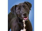 Adopt Genevieve a Labrador Retriever / American Pit Bull Terrier / Mixed dog in