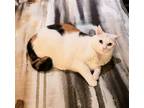 Adopt Potato (Courtesy Post) a Domestic Shorthair / Mixed (short coat) cat in