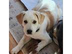 Adopt Chandlo Funkbun a Australian Cattle Dog / Australian Shepherd / Mixed dog