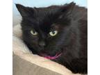 Adopt Charlie a All Black Domestic Longhair / Mixed cat in Port Washington