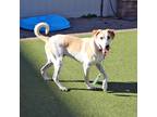 Adopt Creed a Mixed Breed (Medium) dog in Port Washington, NY (37774679)