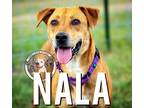 Adopt Nala Jane Dogs BFF a Tan/Yellow/Fawn Labrador Retriever / Mixed dog in