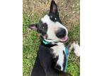 Adopt Felix Loving Fun Best Friend a Black Australian Cattle Dog / Mixed dog in