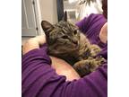 Adopt Allison a Tan or Fawn Tabby Domestic Shorthair (short coat) cat in