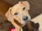 Adopt Myrrh a German Shepherd Dog / Mixed dog in Tehachapi, CA (37705514)