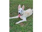 Adopt Chubs a White Husky dog in Youngsville, NC (37746532)