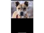 Adopt Matteo a Brindle Mixed Breed (Medium) dog in Denver, CO (37697334)