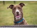 Adopt Yeah Rosco a Brown/Chocolate Mixed Breed (Medium) / Mixed dog in