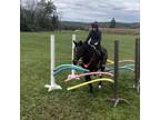 Adopt Angelina a Grade / Mixed horse in Quakertown, PA (36968491)