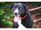 Adopt Carson Dukes a Border Collie, Hound