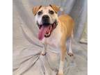 Adopt Liam - Adoption Fee $25 a Pit Bull Terrier