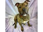 Adopt Bronson a Pit Bull Terrier