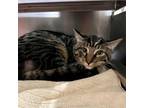 Adopt Colbster a Domestic Short Hair