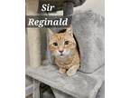 Adopt Sir Reginald a Domestic Short Hair