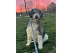 Adopt Georgie a Labrador Retriever, Standard Poodle