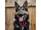 Adopt Sonny a German Shepherd Dog