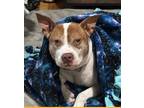 Adopt Tugg a American Staffordshire Terrier
