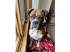 Adopt Cooper a Boxer