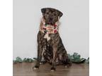 Adopt Trapper a Plott Hound, Shar-Pei