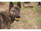 Adopt Mew 23 a German Shepherd Dog, Mixed Breed