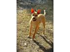 Adopt Rudolph a Mixed Breed