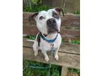 Adopt Baloney a Pit Bull Terrier, Mixed Breed