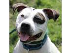 Adopt Baloney a Pit Bull Terrier, Mixed Breed