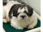 Adopt Orion a Lhasa Apso, Poodle