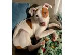 Adopt McGee Lonestar a Pit Bull Terrier