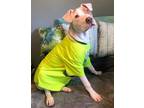 Adopt McGee Lonestar a Pit Bull Terrier