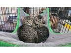 Adopt The Maxes (brothers) a Domestic Short Hair, Tabby