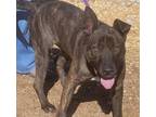 Adopt POPPI BONBON a Dutch Shepherd, Mixed Breed