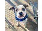 Adopt SHREK a Pit Bull Terrier