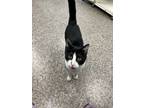 Adopt Armani a Domestic Short Hair