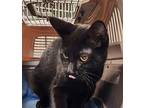 Dude Domestic Shorthair Young Male