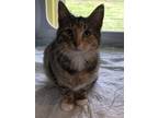 Callie Domestic Shorthair Adult Female