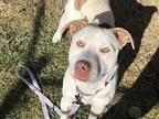 Chester American Bulldog Adult Male