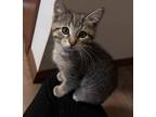 Everett Domestic Shorthair Kitten Male