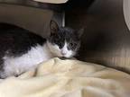 Bagel Domestic Shorthair Adult Female