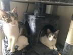 Shortie bonded pair w/Tiny Domestic Shorthair Young Female