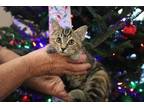 Ribbons Domestic Shorthair Kitten Female