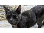 5262 Venus Domestic Shorthair Adult Female