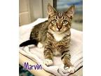 Marvin 122723 Domestic Shorthair Kitten Male