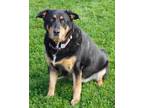 Minnie Mixed Breed (Large) Adult Female