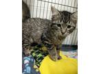 Madeline Domestic Shorthair Kitten Female