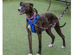 Cindy Lou Greyhound Adult Female