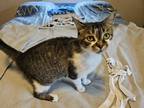 Pickles Domestic Shorthair Adult Female