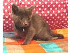 KITTEN GRAY PEARL Domestic Mediumhair Kitten Female